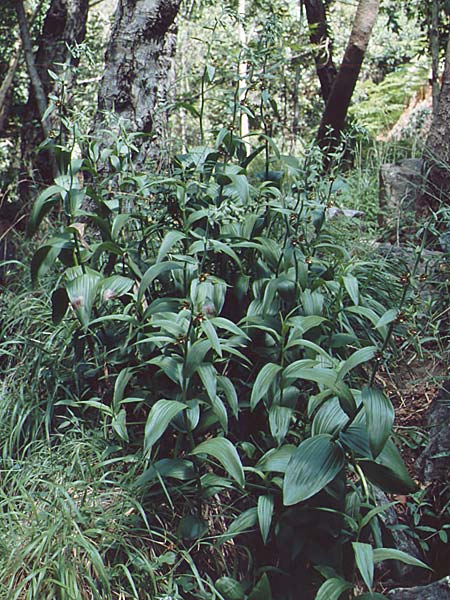 Epipactis veratrifolia subsp. veratrifolia \ Germerblättrige Ständelwurz, Zypern,  Troodos 25.6.1999 