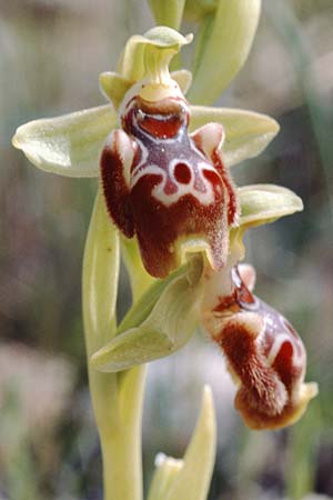 Ophrys flavomarginata \ Gelbrandige Ragwurz / Yellow-Edge Bee Orchid, Zypern/Cyprus,  Akrotiri 2.3.1997 