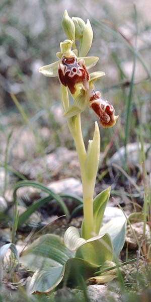 Ophrys flavomarginata \ Gelbrandige Ragwurz / Yellow-Edge Bee Orchid, Zypern/Cyprus,  Akrotiri 2.3.1997 
