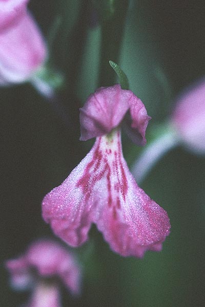 Dactylorhiza iberica \ Georgische Fingerwurz, Georgisches Knabenkraut / Georgian Orchid, Zypern/Cyprus,  Troodos 25.6.1999 