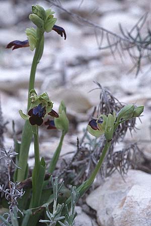 Ophrys iricolor \ Regenbogen-Ragwurz, Zypern,  Kato Dhrys 2.3.1997 