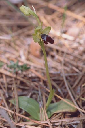 Ophrys israelitica \ Israelische Ragwurz / Israel Ophrys, Zypern/Cyprus,  Akamas 1.3.1997 