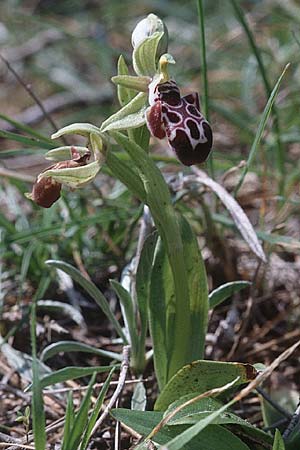 Ophrys kotschyi / Cyprus Bee Orchid, Cyprus,  Akrotiri 3.3.1997 