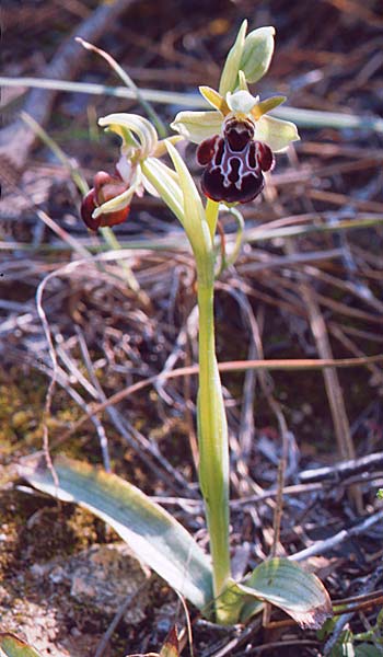 Ophrys kotschyi / Cyprus Bee Orchid, Cyprus,  Akrotiri 3.3.1997 