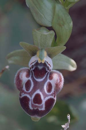 Ophrys kotschyi / Cyprus Bee Orchid, Cyprus,  Akrotiri 3.3.1997 