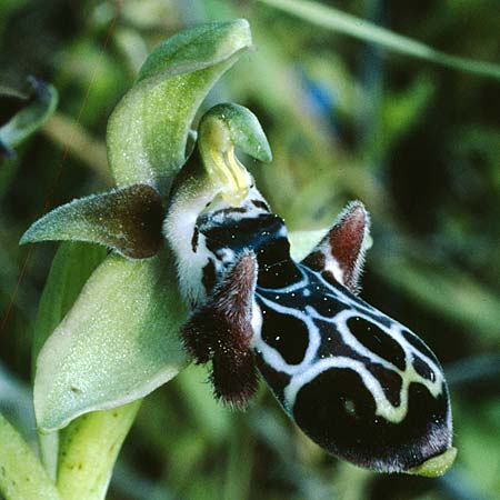 Ophrys kotschyi \ Kotschys Ragwurz / Cyprus Bee Orchid, Zypern/Cyprus,  Kalavasos 4/1996 (Photo: Duncan R. A. McCree)