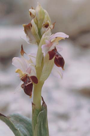 Ophrys lapethica / Lapethos Bee Orchid, Cyprus,  Kato Dhrys 2.3.1997 