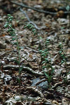 Epipactis microphylla \ Kleinblättrige Ständelwurz / Small-Leaved Helleborine (Samenstand / seed stem), Zypern/Cyprus,  Lagoudera 27.6.1999 