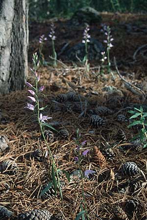 Cephalanthera rubra \ Rotes Waldvögelein / Red Helleborine, Zypern/Cyprus,  Troodos 26.6.1999 