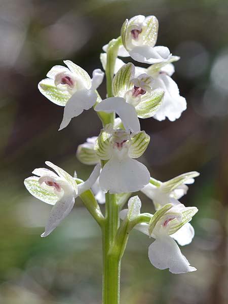 Anacamptis morio subsp. syriaca \ Syrisches Knabenkraut / Syrian Orchid (Farbvariante / Color-Variant), Zypern/Cyprus,  Akamas 10.3.2017 (Photo: Christian Schlomann)