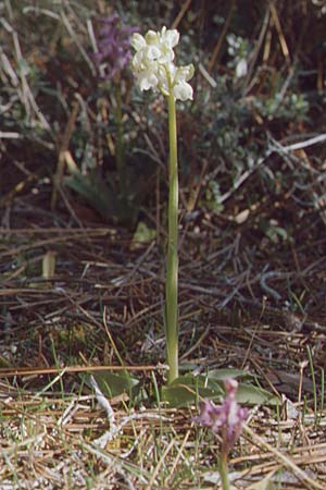Anacamptis morio subsp. syriaca \ Syrisches Knabenkraut (Farbvariante), Zypern,  Peyia 1.3.1997 