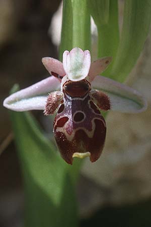 Ophrys orientalis / Carmel Bee Orchid, Cyprus,  Limassol 5.3.1997 