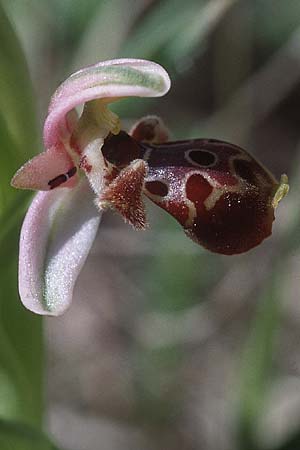 Ophrys orientalis / Carmel Bee Orchid, Cyprus,  Limassol 5.3.1997 