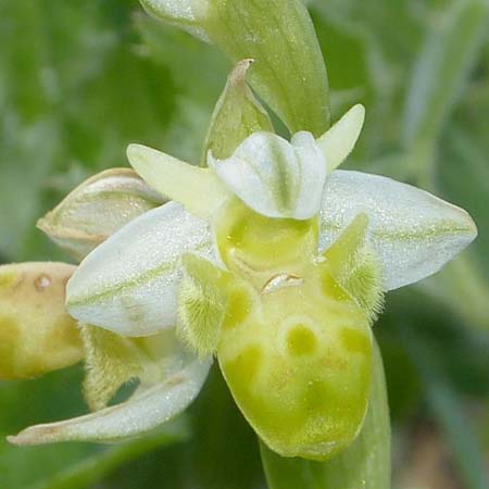 Ophrys orientalis \ Nabel-Ragwurz (Farbvariante), Zypern,  Neo Chorio 24.3.2013 (Photo: Jrgen Hokamp)