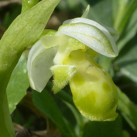 Ophrys orientalis / Carmel Bee Orchid (Color-Variant), Cyprus,  Neo Chorio 24.3.2013 (Photo: Jrgen Hokamp)