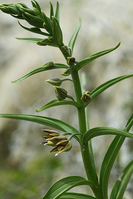 Epipactis veratrifolia subsp. oaseana \ Germerblättrige Ständelwurz / Scarce Marsh Helleborine, Zypern/Cyprus,  Episkopi 6.3.2014 (Photo: Helmut Presser)