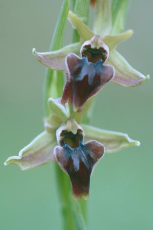 Ophrys morio \ Narrenkappen-Ragwurz / Fool's-Cap Bee Orchid, Zypern/Cyprus,  Neo Chorio 1.3.1997 