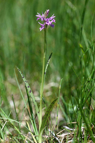 Dactylorhiza traunsteineri subsp. carpatica \ Karpaten-Fingerwurz, Karpaten-Knabenkraut / Carpatian Marsh Orchid, Tschechien/Czechia,  Brezova 16.6.2012 (Photo: Helmut Presser)