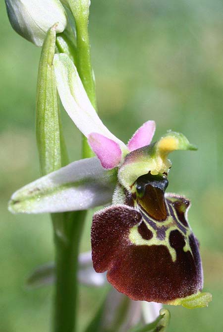 Ophrys holubyana / Holuby's Orchid, Czechia,  Louka 21.5.2011 (Photo: Helmut Presser)