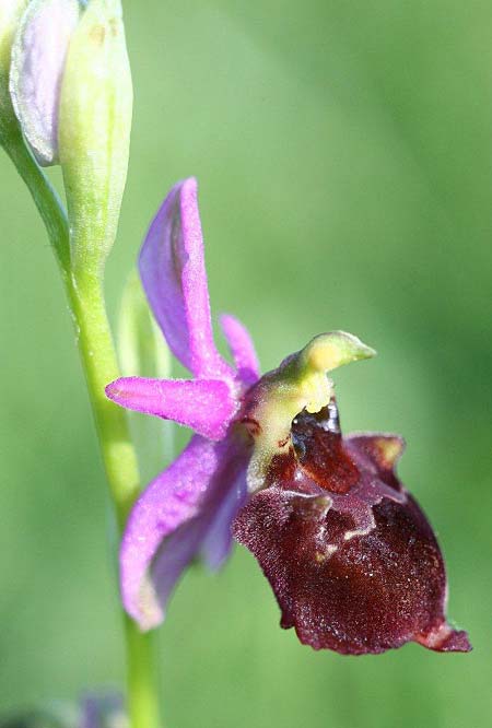 Ophrys holubyana / Holuby's Orchid, Czechia,  Louka 21.5.2011 (Photo: Helmut Presser)