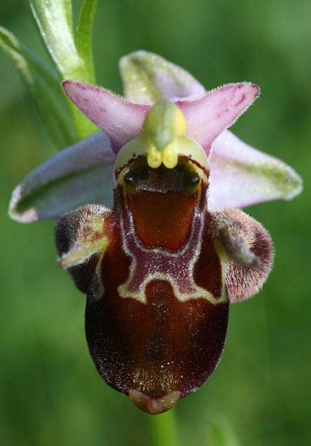 Ophrys holubyana \ Holubys Ragwurz / Holuby's Orchid, Tschechien/Czechia,  Louka 21.5.2011 (Photo: Helmut Presser)