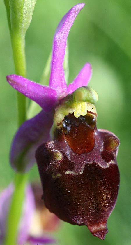 Ophrys holubyana \ Holubys Ragwurz / Holuby's Orchid, Tschechien/Czechia,  Louka 21.5.2011 (Photo: Helmut Presser)