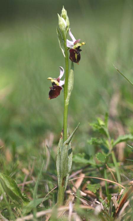 Ophrys holubyana \ Holubys Ragwurz, Tschechien,  Louka 21.5.2011 (Photo: Helmut Presser)