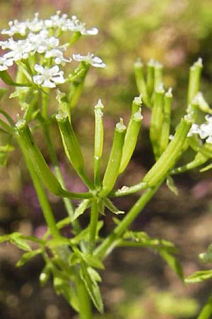 Anthriscus cerefolium \ Garten-Kerbel / Chervil, D Botan. Gar.  Universit.  Mainz 11.7.2009