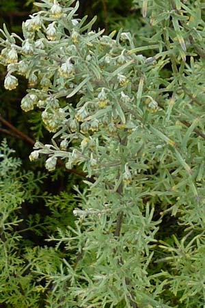 Artemisia pontica \ Pontischer Beifu, Rmischer Wermut / Roman Wormwood, D Botan. Gar.  Universit.  Mainz 13.9.2008