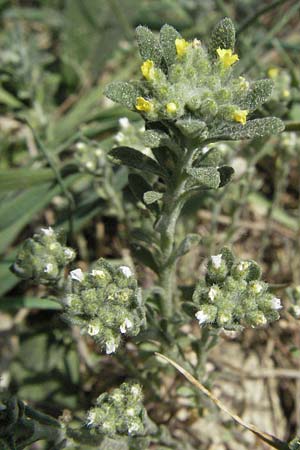 Alyssum alyssoides \ Kelch-Steinkraut / Small Alison, Pale Madwort, D Neuleiningen 17.4.2007