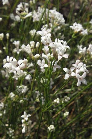 Asperula cynanchica \ Hgel-Meier / Squinancy Wort, D Mannheim 13.6.2007