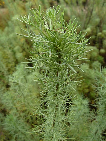 Artemisia abrotanum / Southernwood, D Botan. Gar.  Universit.  Mainz 13.9.2008