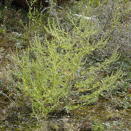 Ambrosia artemisiifolia \ Hohe Ambrosie, Aufrechtes Traubenkraut / Ragweed, D Ludwigshafen 9.9.2017