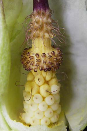 Arum maculatum \ Aronstab / Cuckoo Pint, D Östringen-Eichelberg 30.4.2015