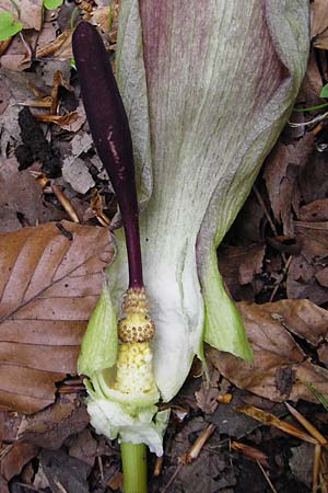 Arum maculatum / Cuckoo Pint, D Östringen-Eichelberg 30.4.2015