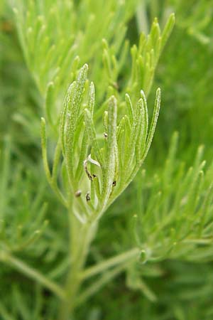 Artemisia abrotanum \ Eberraute, D Weinheim an der Bergstraße, Botan. Gar.  Hermannshof 23.5.2015