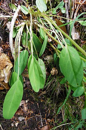 Anthyllis vulneraria subsp. alpestris \ Alpen-Wundklee, D Blaubeuren 2.6.2015