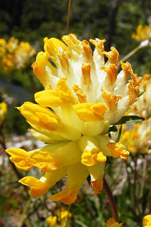 Anthyllis vulneraria subsp. alpestris \ Alpen-Wundklee / Alpine Kidney Vetch, D Fridingen 3.6.2015