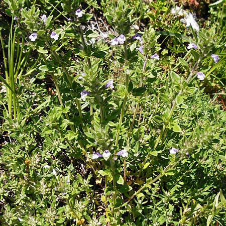 Clinopodium acinos \ Gemeiner Steinquendel / Basil Thyme, D Fridingen 3.6.2015