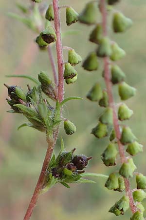 Ambrosia artemisiifolia \ Hohe Ambrosie, Aufrechtes Traubenkraut, D Reilingen 24.9.2015