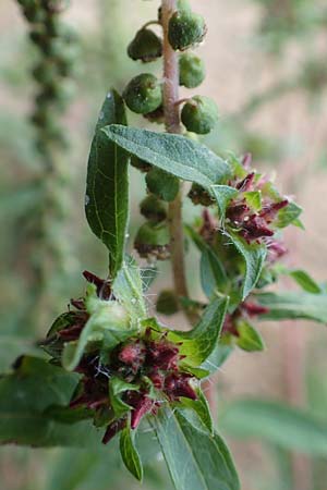 Ambrosia artemisiifolia \ Hohe Ambrosie, Aufrechtes Traubenkraut, D Reilingen 24.9.2015