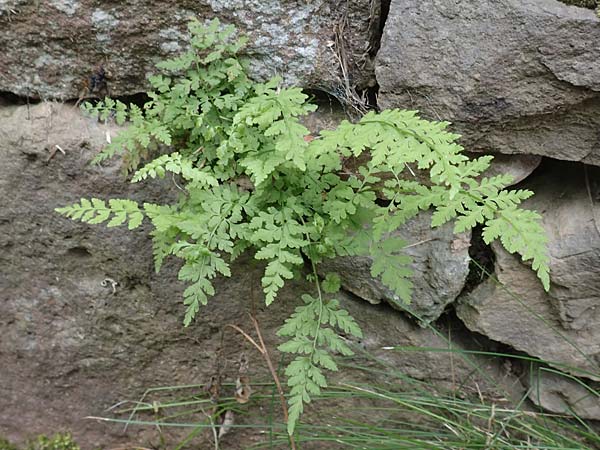 Asplenium adiantum-nigrum \ Schwarzer Streifenfarn / Black Spleenwort, D Ettlingen 26.6.2016