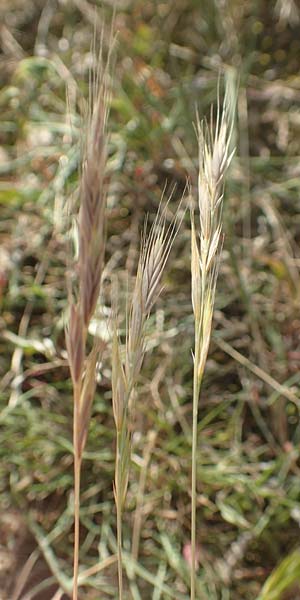 Festuca bromoides \ Trespen-FederschwingelSchwingel / Brome Fescue, D Karlsruhe 10.7.2016