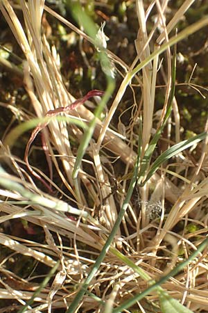 Festuca bromoides \ Trespen-FederschwingelSchwingel, D Karlsruhe 10.7.2016