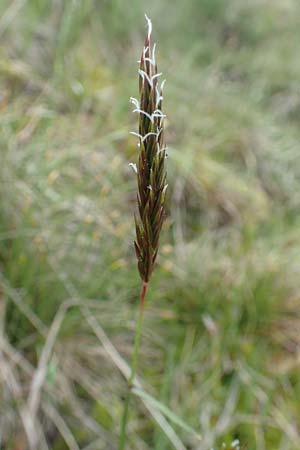 Anthoxanthum alpinum \ Alpen-Ruch-Gras / Alpine Vernal Grass, D Schwarzwald/Black-Forest, Feldberg 27.5.2017