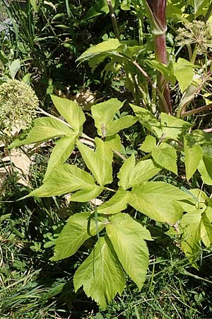 Angelica archangelica \ Arznei-Engelwurz, Echte Engelwurz / Garden Angelica, Holy Ghost, D Laudenbach am Main 24.6.2017