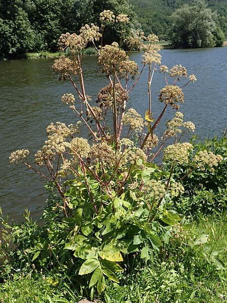 Angelica archangelica \ Arznei-Engelwurz, Echte Engelwurz, D Laudenbach am Main 24.6.2017