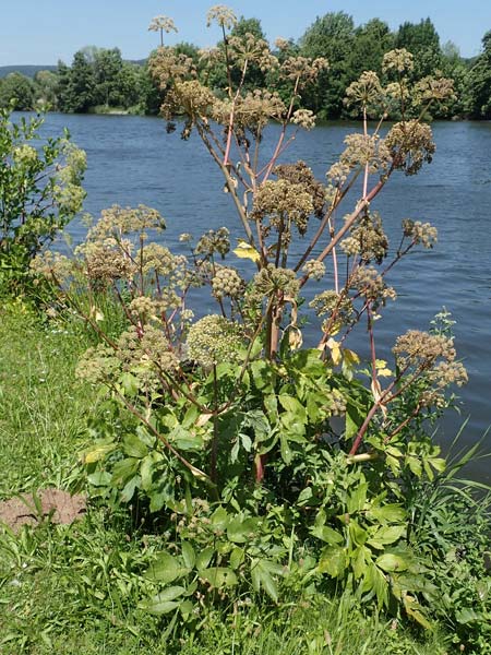 Angelica archangelica \ Arznei-Engelwurz, Echte Engelwurz / Garden Angelica, Holy Ghost, D Laudenbach am Main 24.6.2017