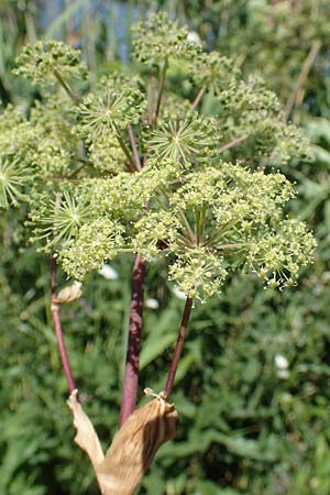 Angelica archangelica \ Arznei-Engelwurz, Echte Engelwurz / Garden Angelica, Holy Ghost, D Laudenbach am Main 24.6.2017