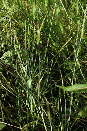 Alopecurus aequalis \ Gelbroter Fuchsschwanz / Orange Foxtail, D Groß-Gerau 28.7.2017